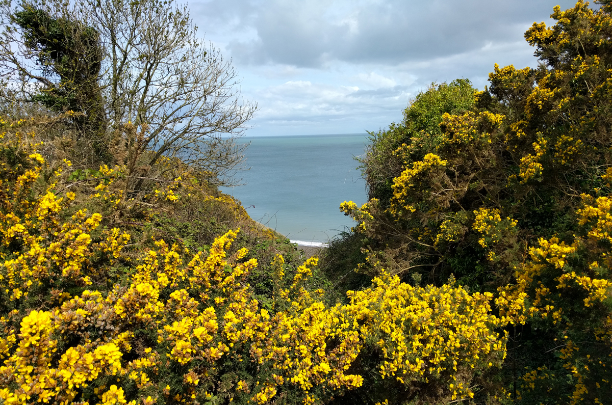 Gorse in full bloom (Cliff walk from Bray to Greystones)